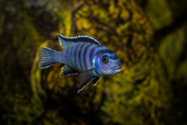 Colpo selettivo dell'acquario blu con motivi neri Cichlidae pesci