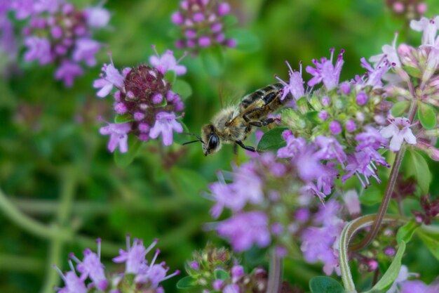 Colpo selettivo di un'ape mellifera seduta su un fiore viola