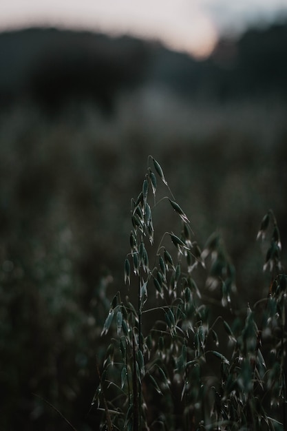 Colpo selettivo verticale del primo piano delle piante verdi del grano in un campo