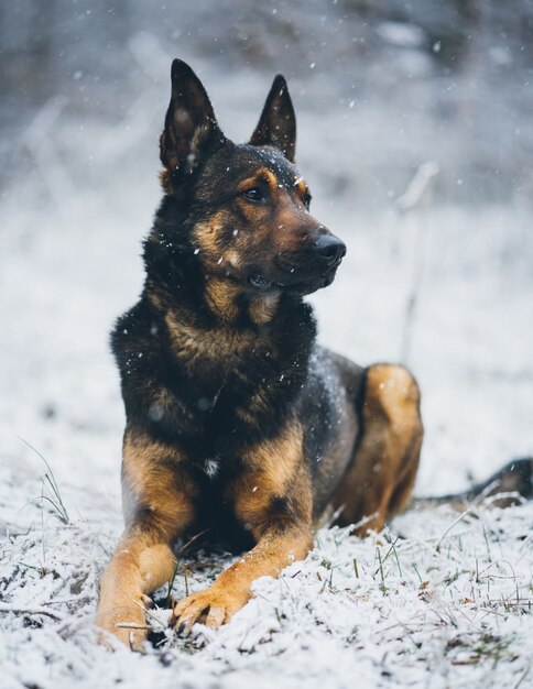 Colpo selettivo verticale del primo piano di un cane da pastore tedesco che si siede su una superficie nevosa