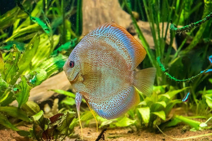 Foto gratuito colpo subacqueo del primo piano del bellissimo pesce brown discus
