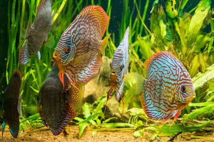 Foto gratuito colpo subacqueo del primo piano del bellissimo pesce brown discus