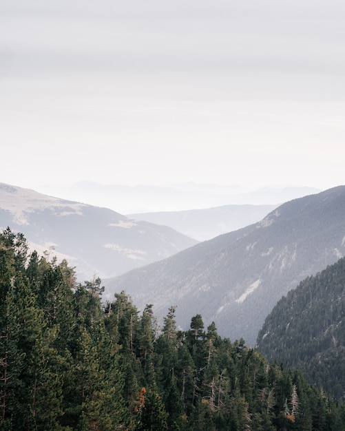 Colpo verticale ad alto angolo di una foresta di montagna con il cielo bianco in