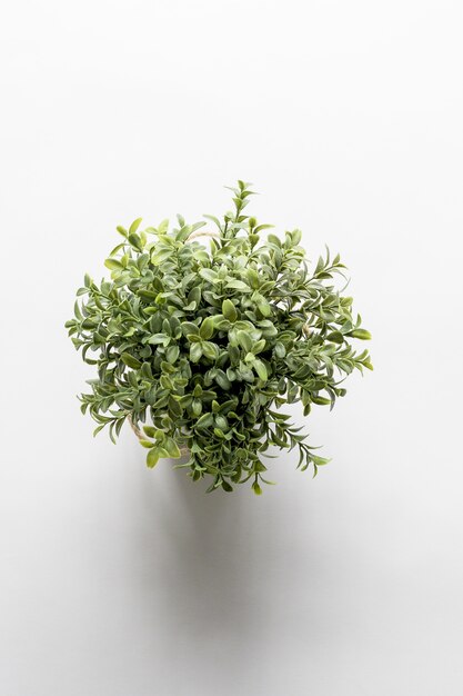 Colpo verticale ambientale di una pianta verde su una superficie bianca
