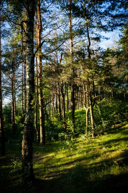 Colpo verticale degli alberi ad alto fusto della foresta in una giornata di sole in estate