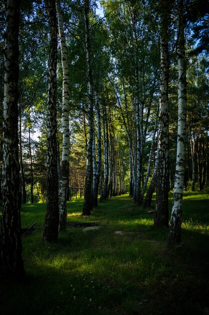 Colpo verticale degli alberi ad alto fusto della foresta in una giornata di sole in estate