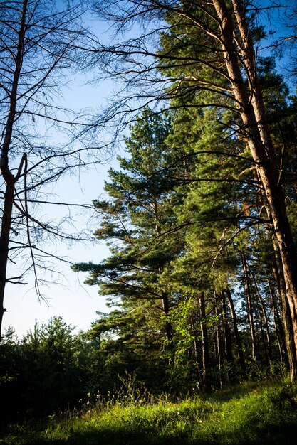 Colpo verticale degli alberi ad alto fusto della foresta in una giornata di sole in estate