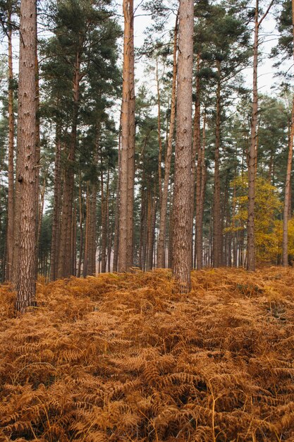 Colpo verticale degli alberi ad alto fusto di una foresta