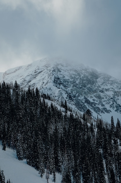 Colpo verticale degli alberi di abete rosso nelle montagne coperte di neve sotto il cielo scuro