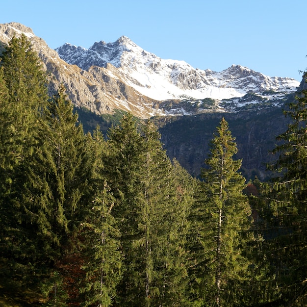 Colpo verticale dei picchi di pino con montagne innevate nelle alpi Allgaeu