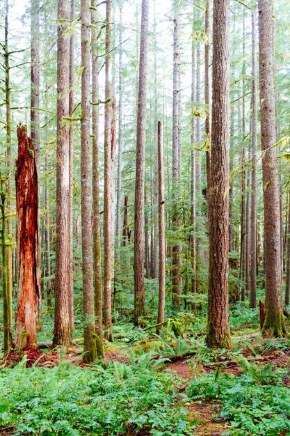 Colpo verticale dei tronchi di albero sottili circondati da erba verde in una foresta