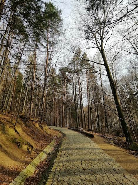 Colpo verticale dei vecchi boschi secchi e un sentiero tra di loro a Jelenia Góra, Polonia.