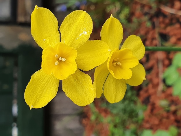 Colpo verticale del fuoco selettivo dei fiori gialli della primula