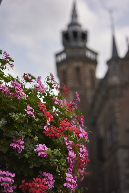 Colpo verticale del fuoco selettivo dei fiori rosa con una bella vecchia costruzione