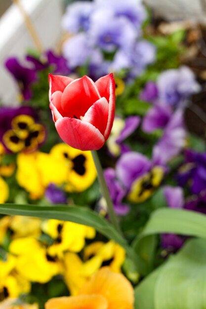 Colpo verticale del fuoco selettivo di un bel tulipano rosso