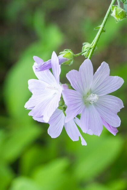 Colpo verticale del primo piano dei fiori rosa di fioritura della malva del muschio