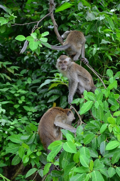 Colpo verticale del primo piano dei macachi che si arrampicano su un ramo di albero