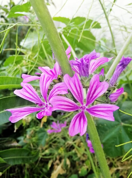 Colpo verticale del primo piano del bellissimo fiore di Malva sylvestris che sboccia nel giardino