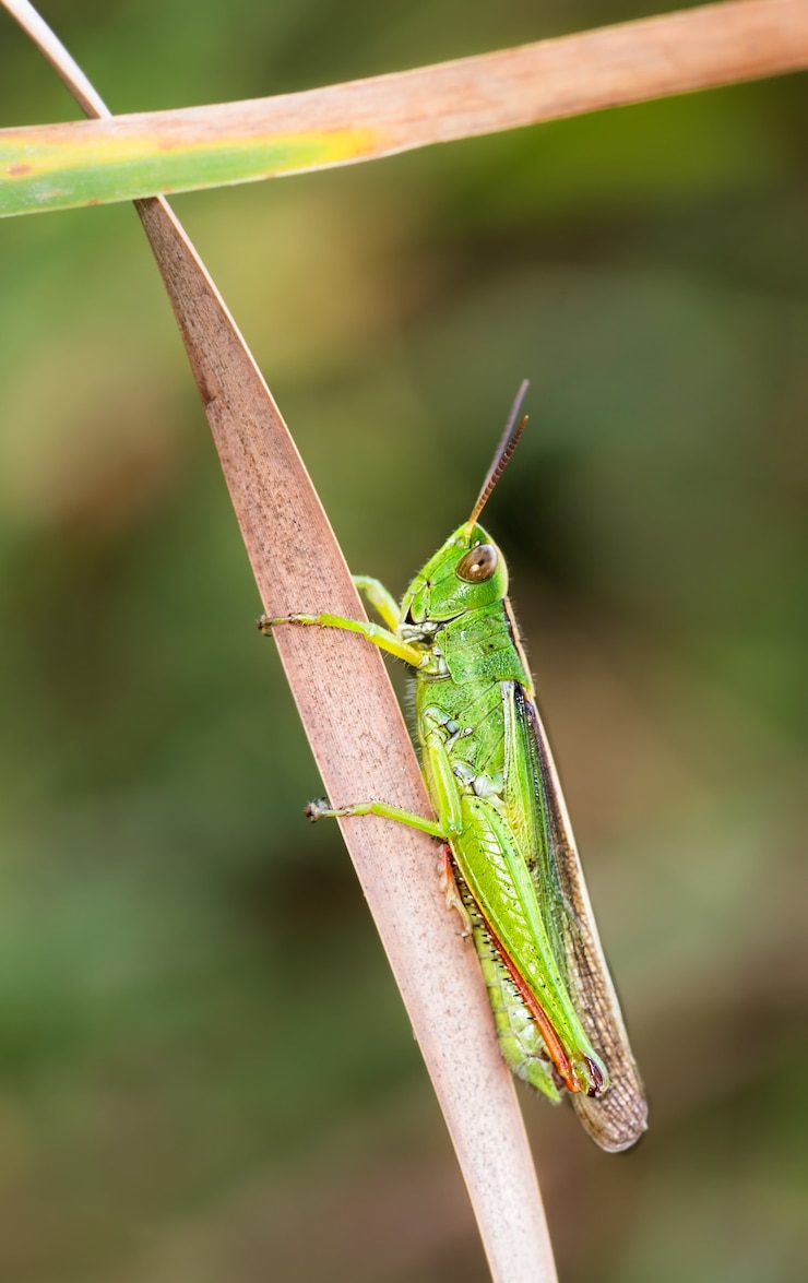 Foto gratuito colpo verticale del primo piano della cavalletta verde su una foglia secca