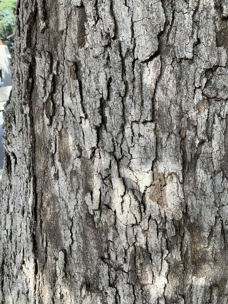 Colpo verticale del primo piano della corteccia di albero marrone