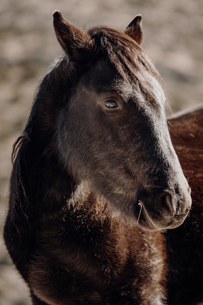 Colpo verticale del primo piano della testa di un bellissimo cavallo marrone