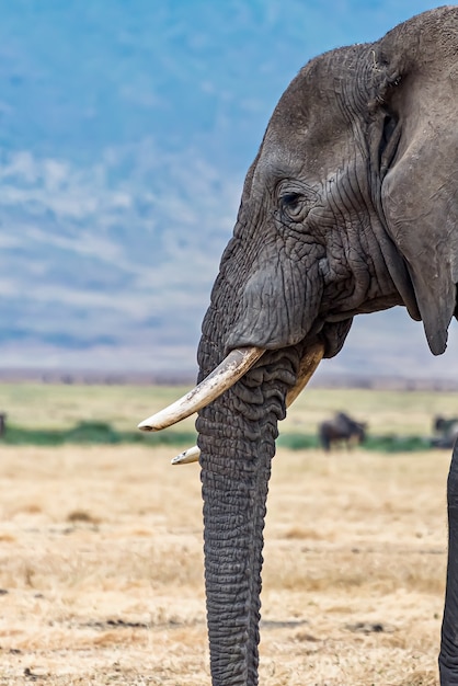 Colpo verticale del primo piano della testa di un elefante carino nel deserto