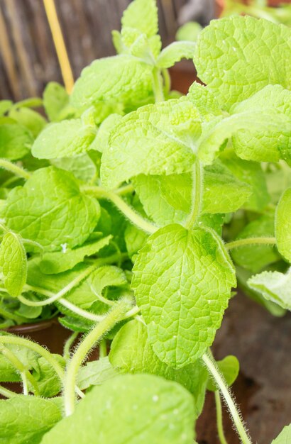 Colpo verticale del primo piano delle foglie di menta verde fresca