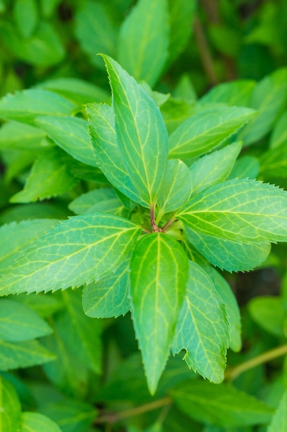 Colpo verticale del primo piano delle foglie verde brillante di un arbusto