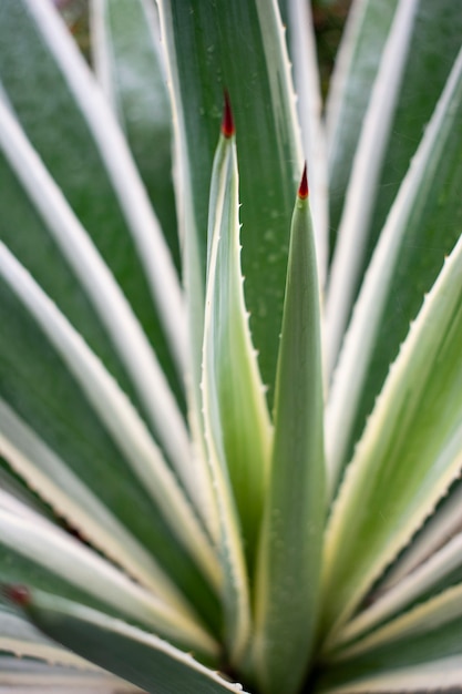 Colpo verticale del primo piano delle foglie verdi dell'agave