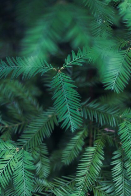 Colpo verticale del primo piano delle foglie verdi della felce