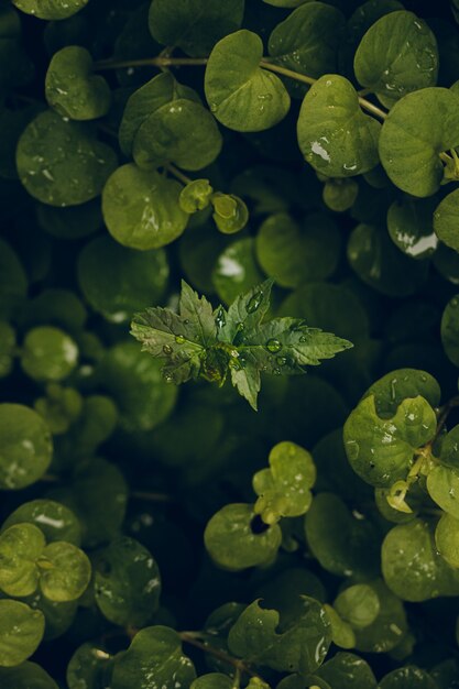 Colpo verticale del primo piano delle gocce d'acqua sulle foglie verdi