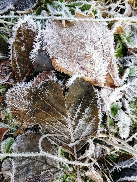 Colpo verticale del primo piano delle piante congelate nella foresta in Stavern, Norvegia