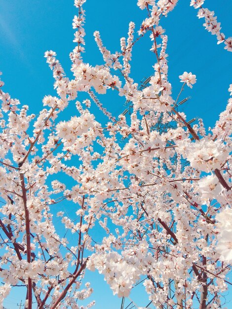 Colpo verticale del primo piano di bei fiori di ciliegio contro il cielo blu