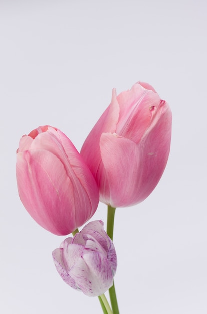 Colpo verticale del primo piano di bei tulipani rosa su fondo bianco