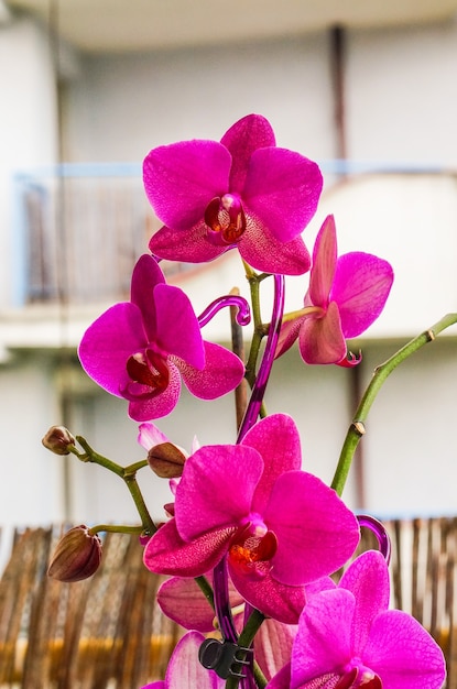 Colpo verticale del primo piano di bellissime orchidee rosa