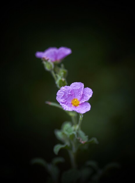 Colpo verticale del primo piano di bello fiore viola-petalo con uno sfocato