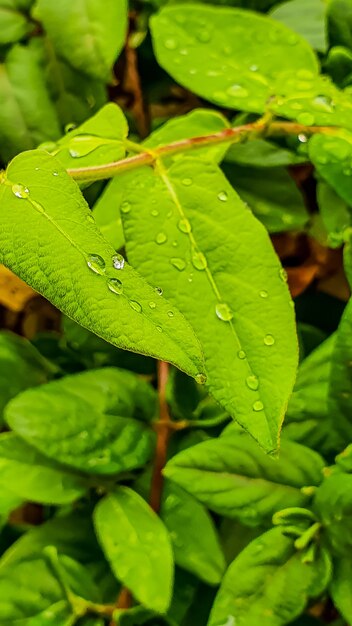 Colpo verticale del primo piano di foglie fresche lussureggianti con gocce di pioggia dopo una pioggia pomeridiana