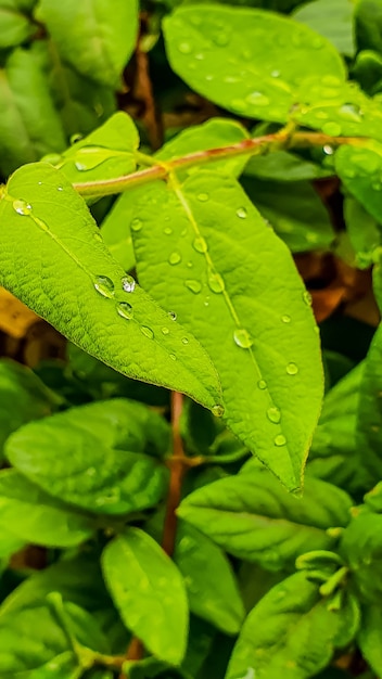 Colpo verticale del primo piano di foglie fresche lussureggianti con gocce di pioggia dopo una pioggia pomeridiana