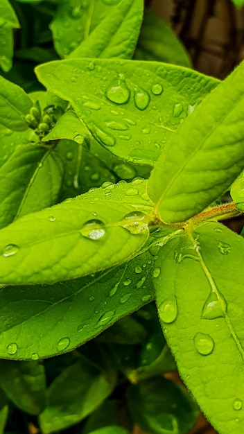 Colpo verticale del primo piano di foglie fresche lussureggianti con le gocce di pioggia