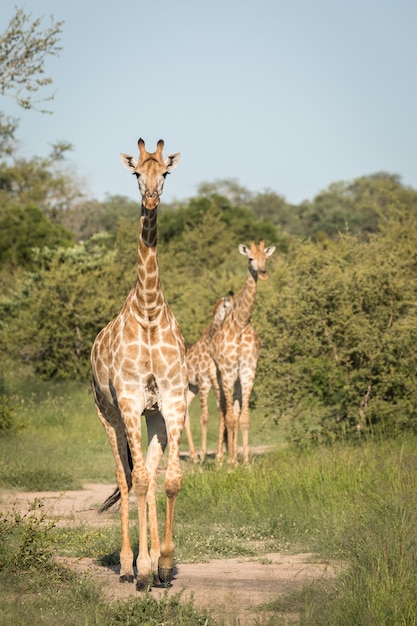 Colpo verticale del primo piano di giraffe carine che camminano tra gli alberi verdi nel deserto