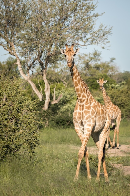 Colpo verticale del primo piano di giraffe carine che camminano tra gli alberi verdi nel deserto