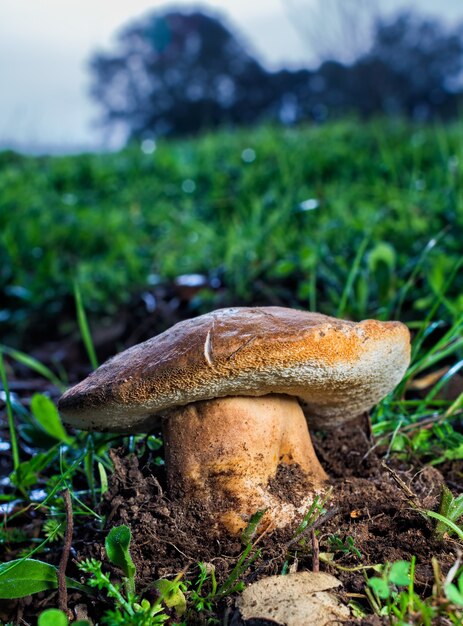 Colpo verticale del primo piano di porcini che crescono su un prato