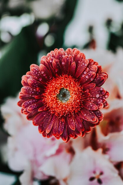 Colpo verticale del primo piano di un bel fiore di aster coperto di gocce di rugiada