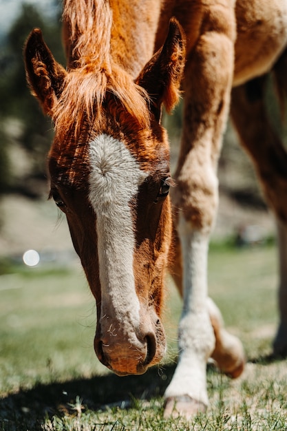 Colpo verticale del primo piano di un bellissimo cavallo marrone al pascolo sull'erba