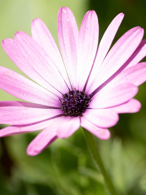 Colpo verticale del primo piano di un bellissimo fiore di margherita africana rosa