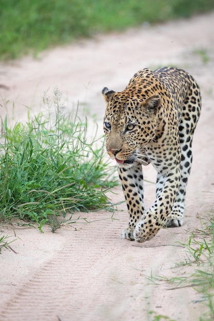 Colpo verticale del primo piano di un bellissimo leopardo africano che cammina sulla strada