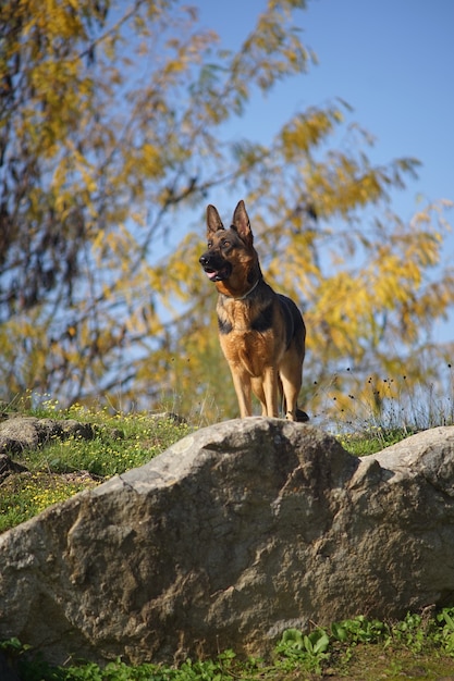 Colpo verticale del primo piano di un cane pastore tedesco in piedi su una pietra in una giornata di sole