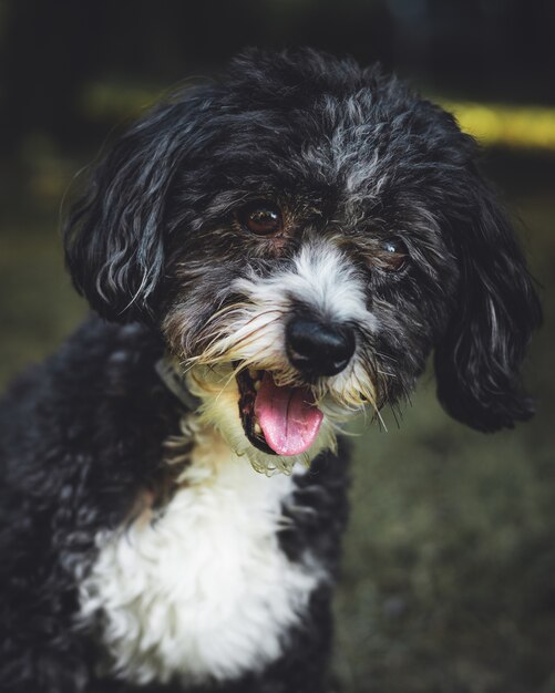 Colpo verticale del primo piano di un cane Yorkipoo bianco e nero carino con la bocca aperta