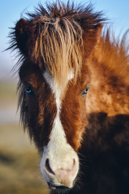 Colpo verticale del primo piano di un cavallo marrone che fissa la macchina fotografica