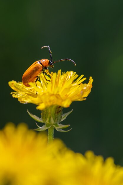 Colpo verticale del primo piano di un coleottero arancione su un dente di leone giallo brillante